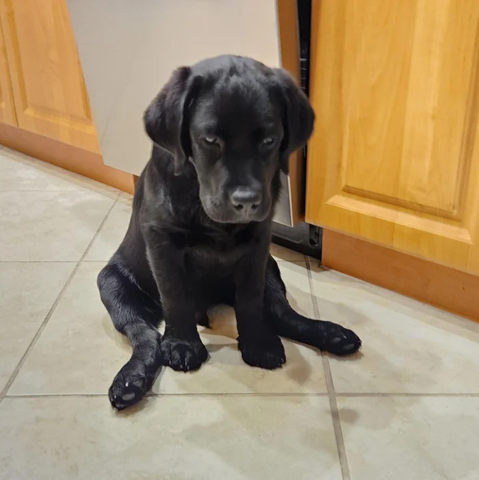 Искренние эмоции: фотографии, раскрывающие богатый внутренний мир животных