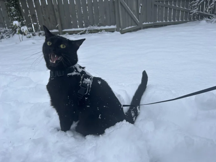 Искренние эмоции: фотографии, раскрывающие богатый внутренний мир животных