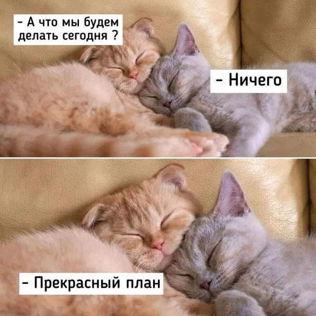 Кото-баянчики