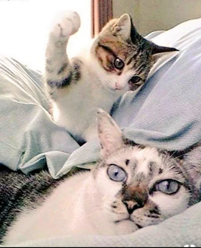 Кото-баянчики