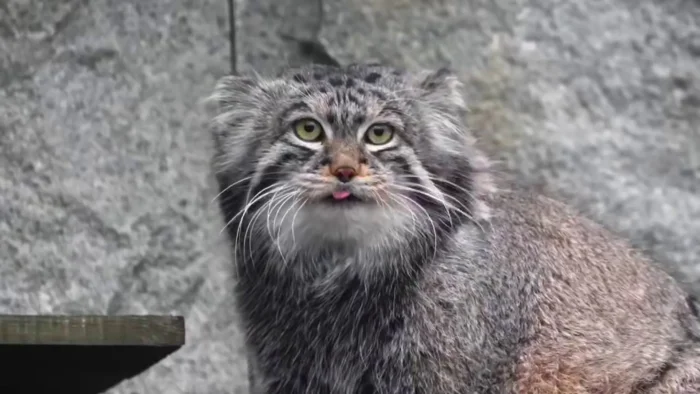 Манул Тимофей успешно "зажировался" к зиме