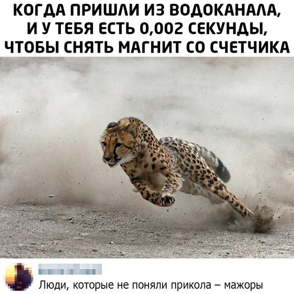 Мемы, от которых тупеешь: смейся назло интеллекту!