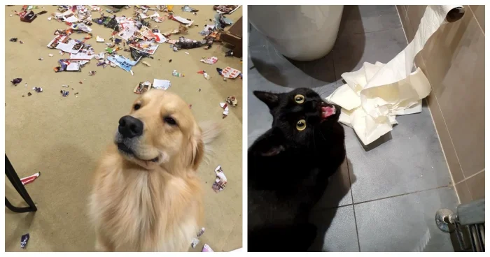 Милахи-хулиганы: 20 фото, на которые невозможно злиться!