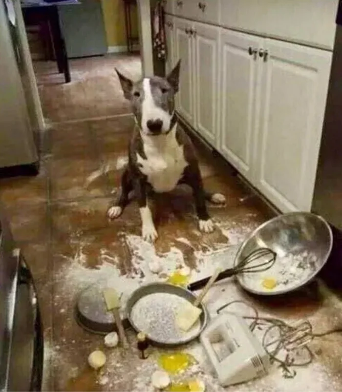 Милахи-хулиганы: 20 фото, на которые невозможно злиться!