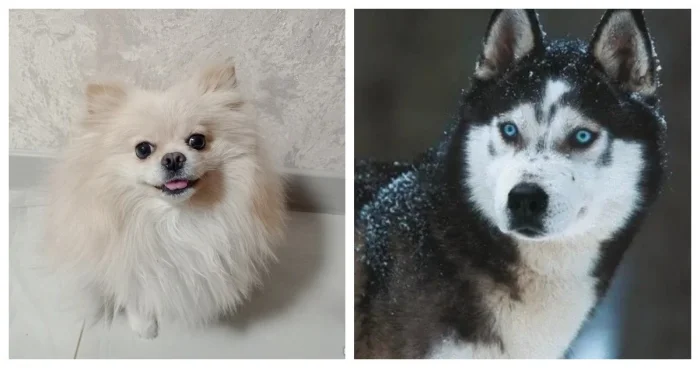 Милашка помски