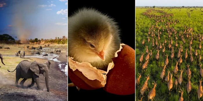 Мир в объективе: National Geographic представил подборку лучших фото 2025