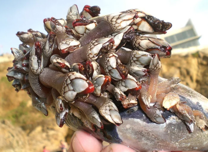 Морские уточки: Паразиты, отравляющие океан!