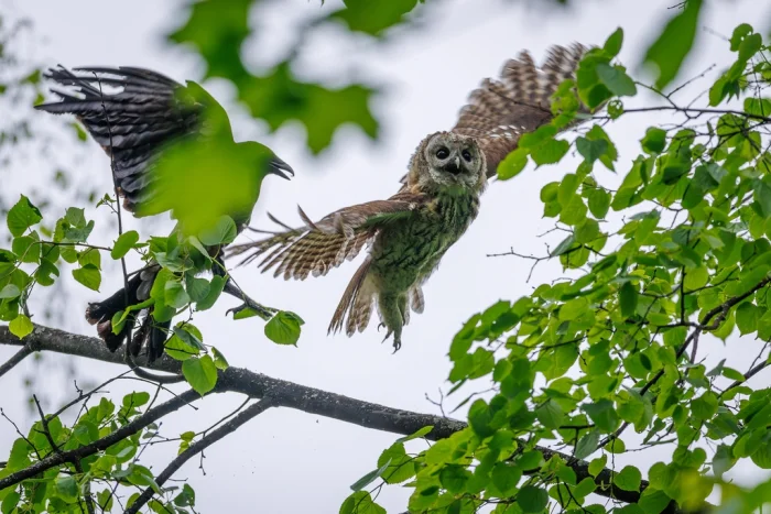 Ненависть к серой неясыти: враг леса