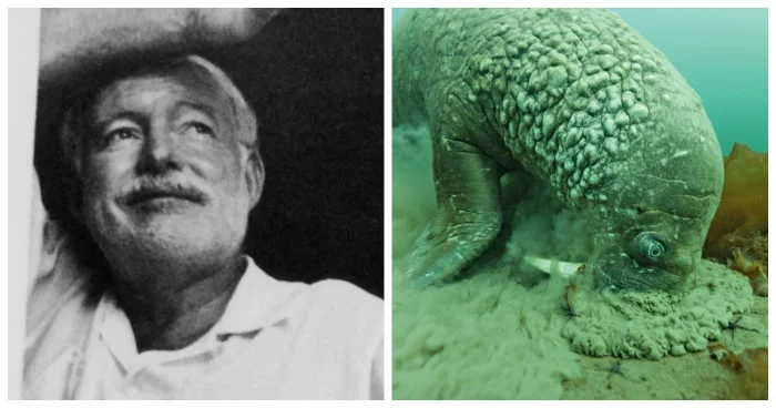 7 реальных, но невероятных историй — от Хемингуэя до моржей-хитрецов