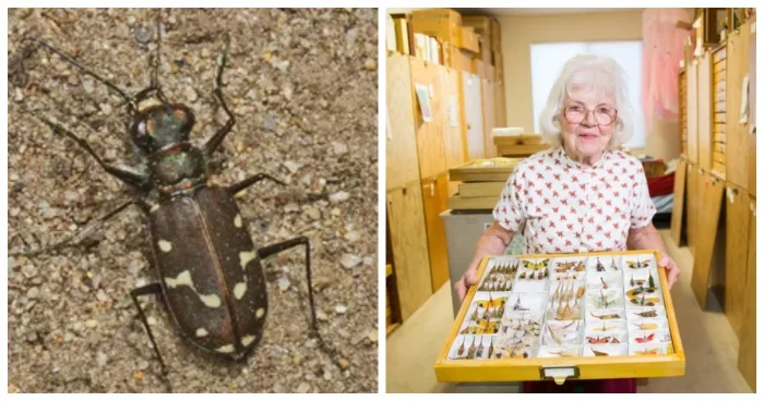 10 невероятных достижений насекомых: от болезненных укусов до долгожителей