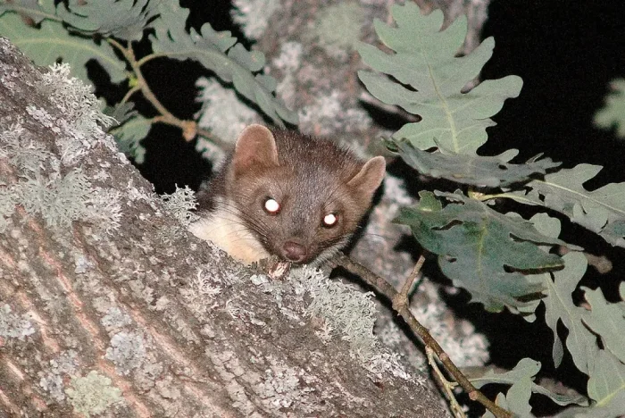 Почему каменные куницы нападают на кур: научное объяснение "психоза" в курятнике.