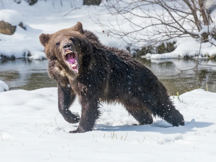 Почему некоторые медведи не уходят в спячку зимой