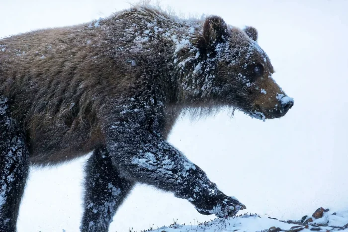 Почему некоторые медведи не уходят в спячку зимой