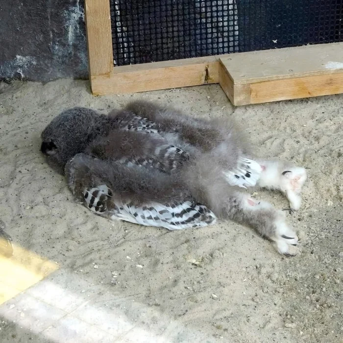 Почему совята принимают такую необычную позу для сна?