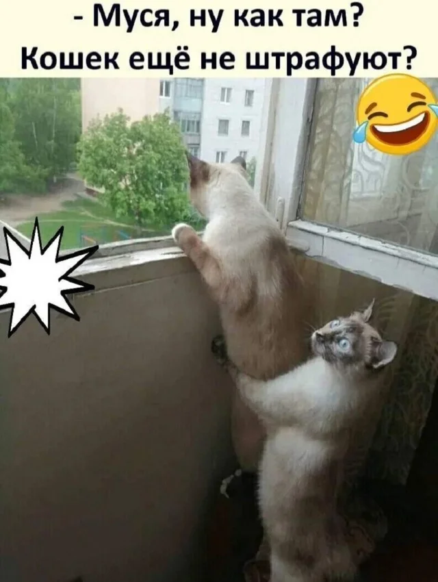 Почти свежие мемы