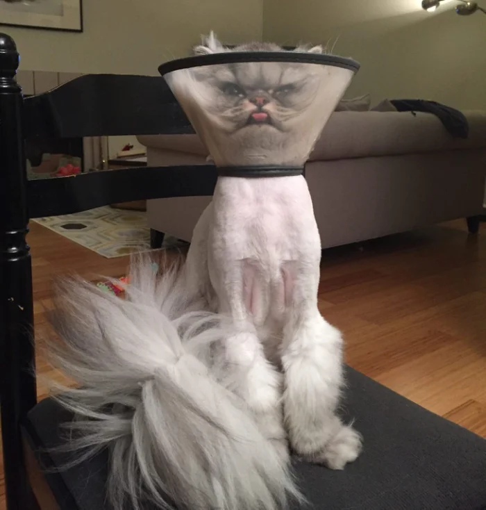 Пойманы с поличным: 20+ снимков пушистых проказников, которым теперь очень неловко