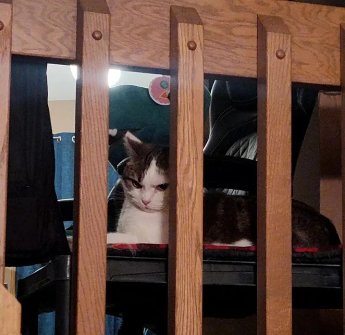 Пойманы с поличным: 20+ снимков пушистых проказников, которым теперь очень неловко