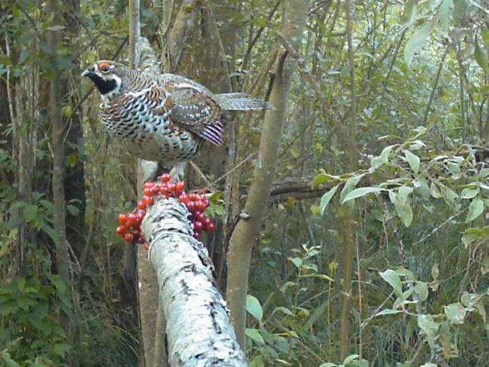 Друг хотел попробовать суп из рябчика — попробовал и разочаровался. Почему так вышло