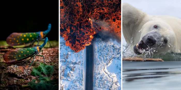 Призеры WNPA 2025: от оленей до черепах