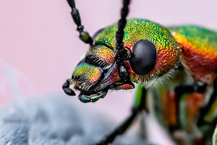 Любовное средство №1 и насекомое, ставшее его источником