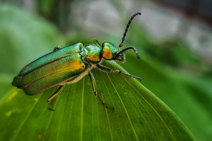 Любовное средство №1 и насекомое, ставшее его источником