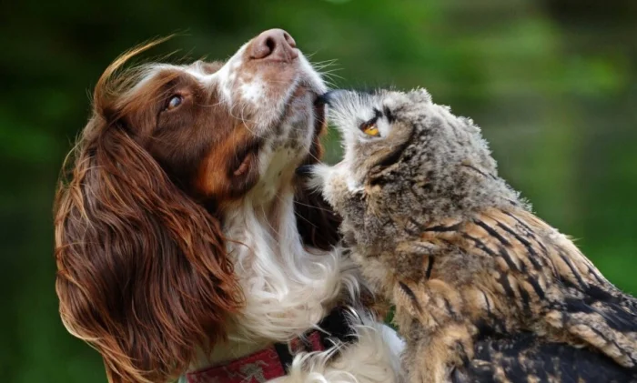 Самые необычные примеры крепкой дружбы