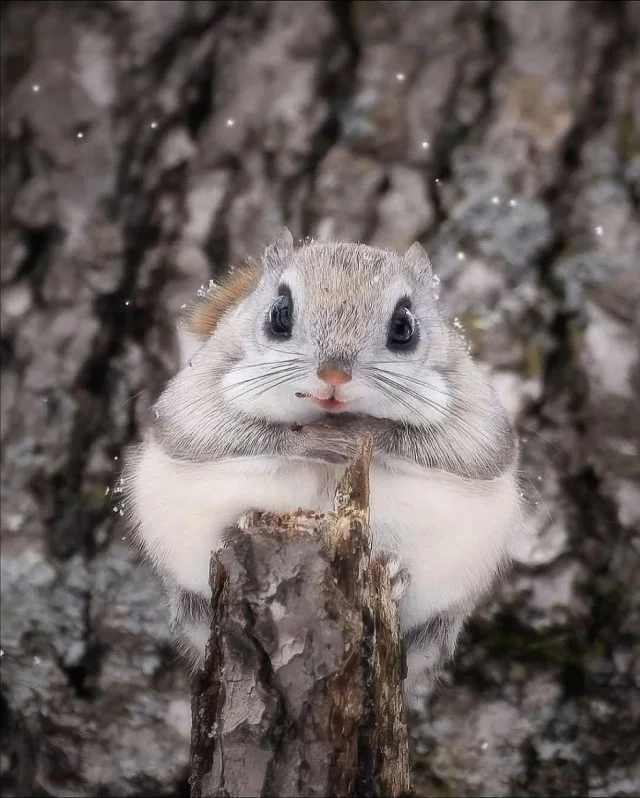 Вдарим мемами