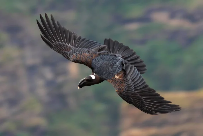 Воробей-гигант: Удивитесь, узнав, какая птица самая большая в своем отряде!