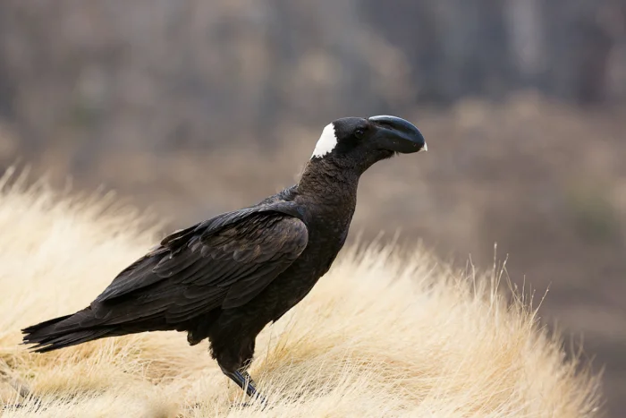 Воробей-гигант: Удивитесь, узнав, какая птица самая большая в своем отряде!