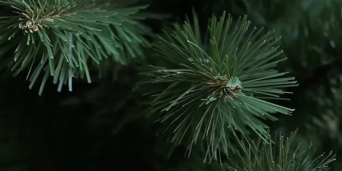 Выбираем идеальную ёлку