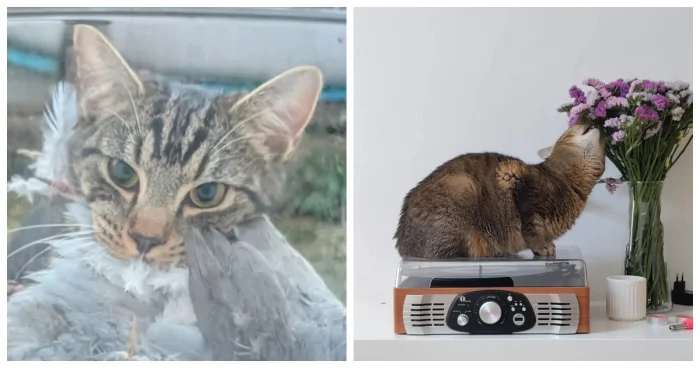 25 пушистых мотиваторов, которые сделают ваш день лучше!