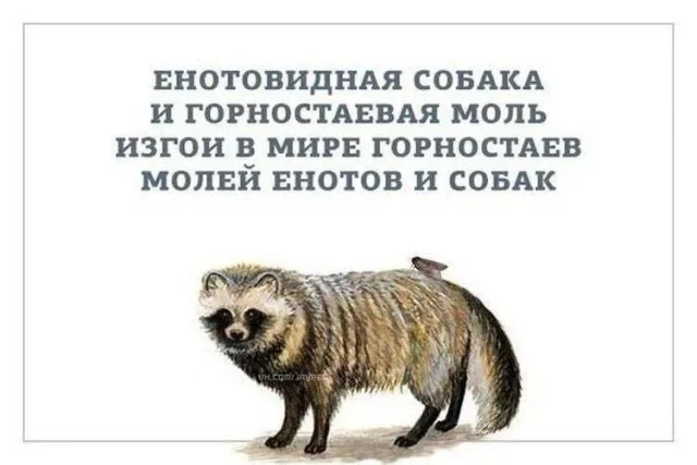 Абсурд и угар: Мемы, от которых мозг плавится от смеха!