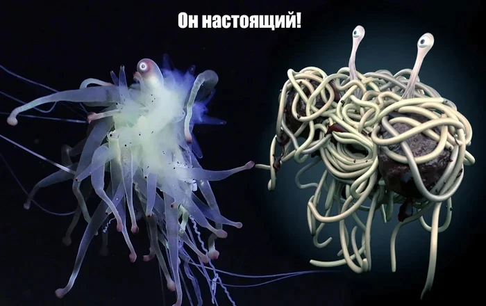 Bathyfyssa pinea: Макаронный монстр существует!