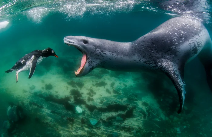 Дикая и прекрасная: Лучшие кадры природы