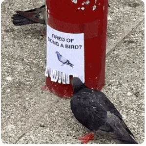 Калейдоскоп живых картинок