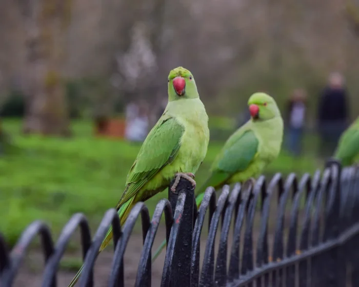 Лондонские джунгли: История зеленых попугаев