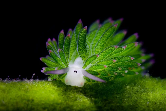 Морская овечка: удивительное существо - растение или животное?