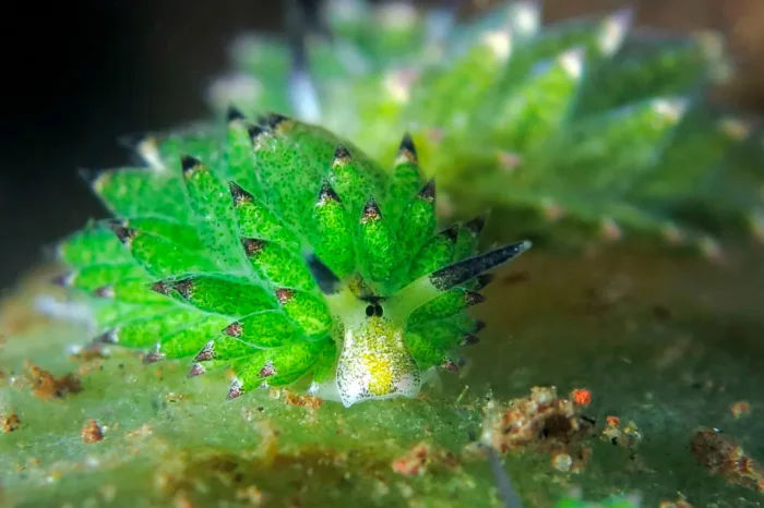 Морская овечка: удивительное существо - растение или животное?