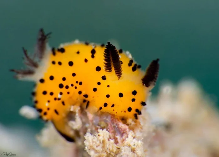 Ну какие милашки