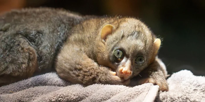 Пополнение в Красной книге: Московский зоопарк сообщил о рождении потто.