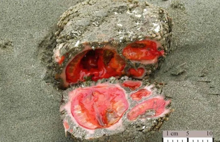 Тайна чилийских пляжей: "кровоточащие камни" - кто они?