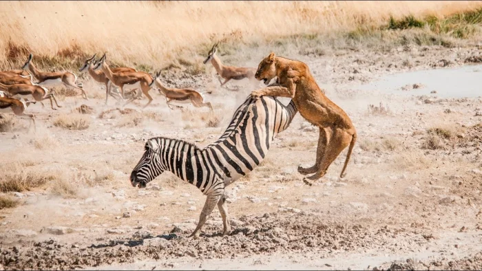Когда львы нападают: зебры дают отпор