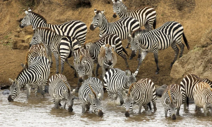 Когда львы нападают: зебры дают отпор