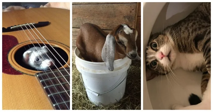 25 животных, которые показали, как работает закон подлости