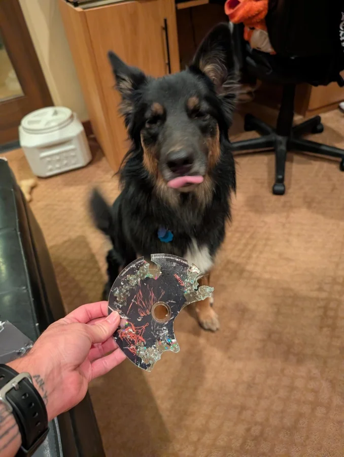 30 моментов счастья, которые дарят пёсели, просто живя своей собачьей жизнью