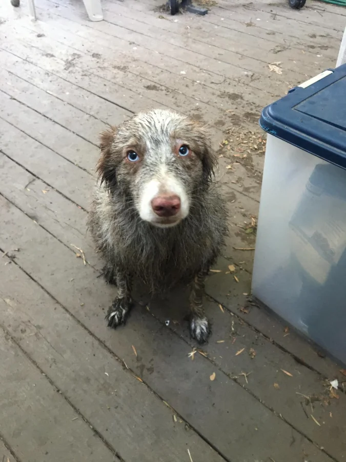30 моментов счастья, которые дарят пёсели, просто живя своей собачьей жизнью
