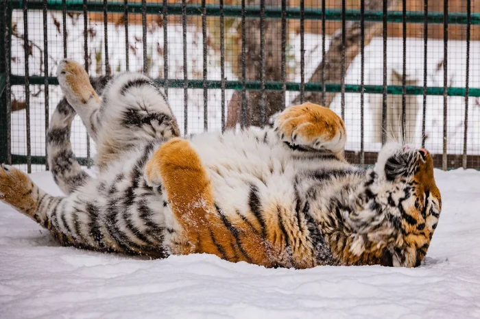 🐅 Амурская тигрица Рокси — грация и сила Дальнего Востока