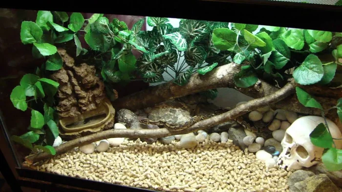 Бирманские питоны: как гигантские змеи захватывают экосистему США