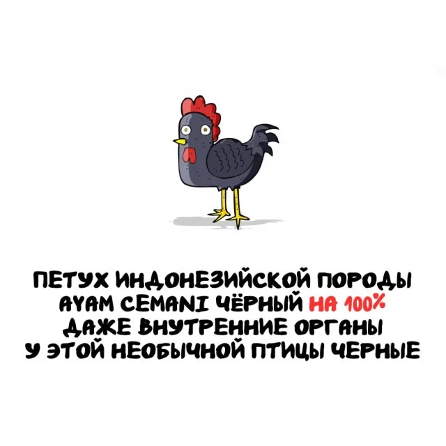 Факты обо всем на свете