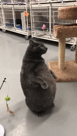 Гифки на любой случай